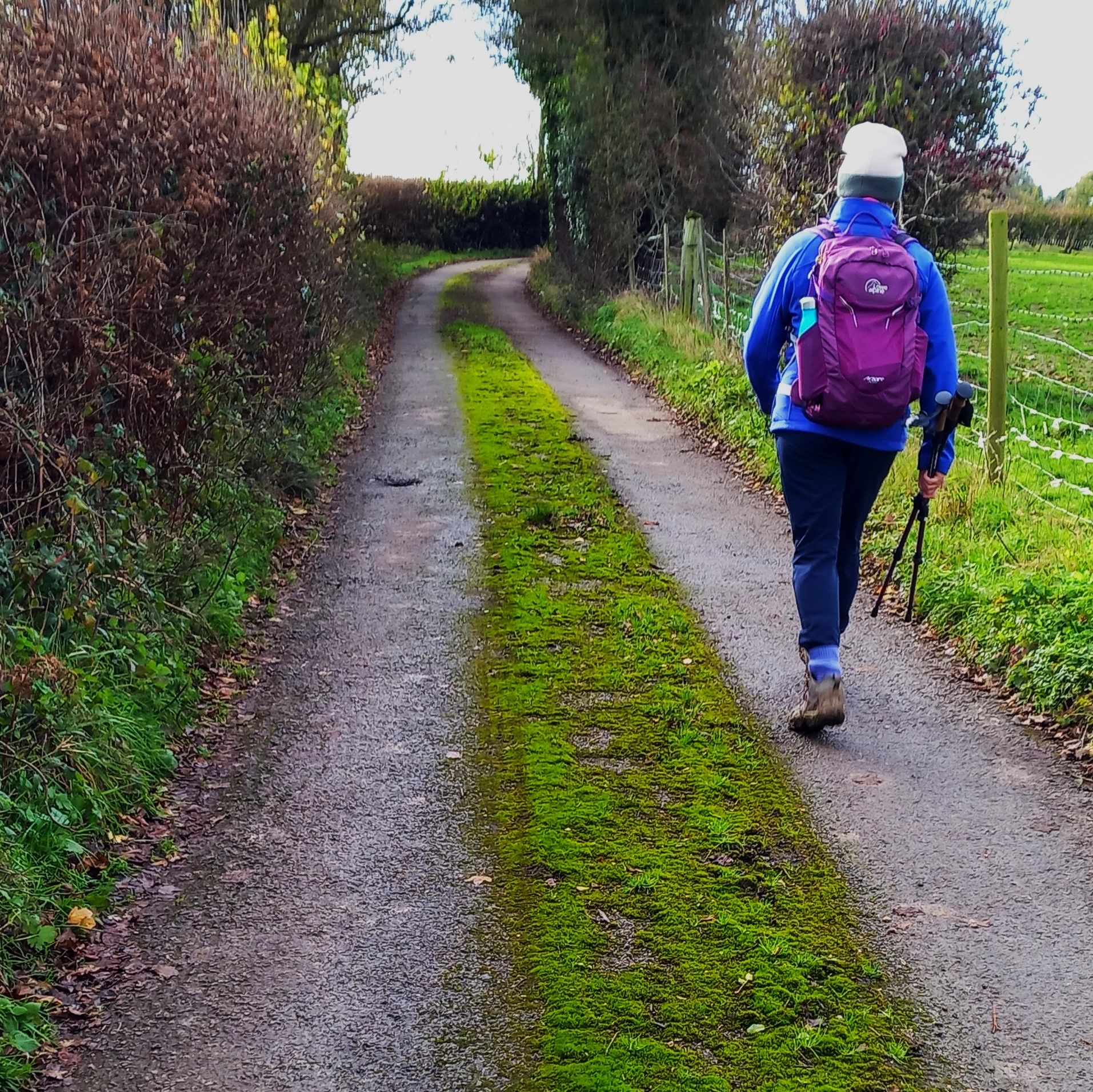 Moss covered country lane